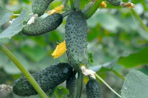 Автор программы обратил внимание на важность полива огурцов теплой водой, а не холодной