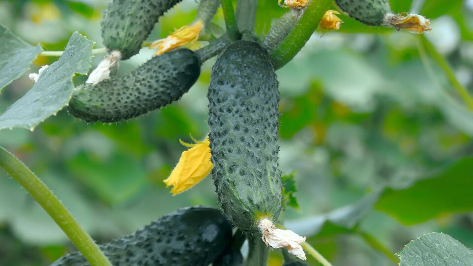 Автор программы обратил внимание на важность полива огурцов теплой водой, а не холодной