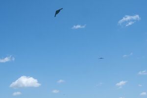 Самолеты-невидимки вернулись на базу