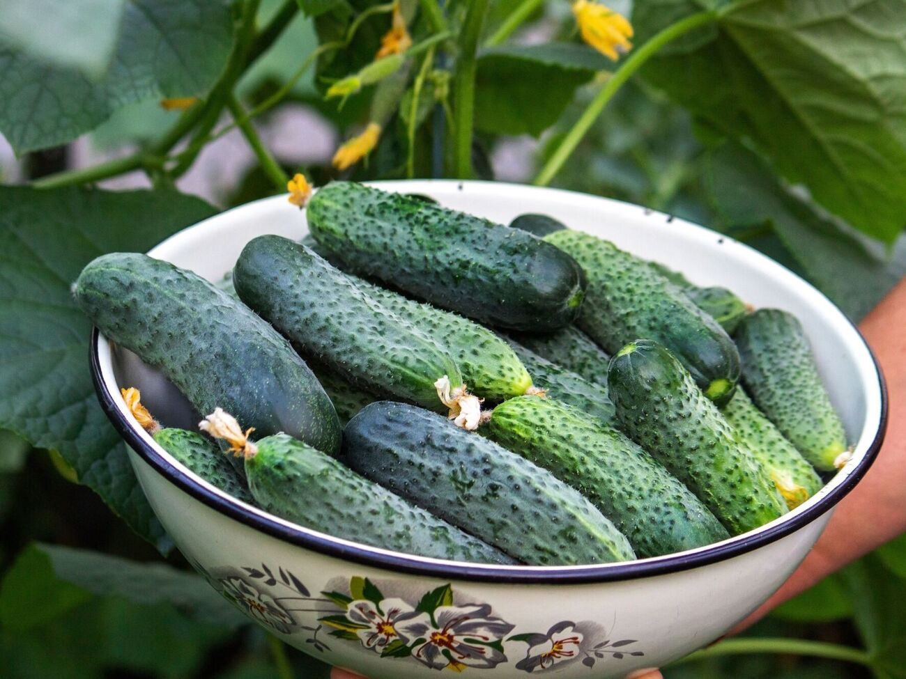 Для приготовления зеленого удобрения подойдут крапива, молочай и другие травы