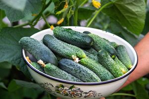 Для приготовления зеленого удобрения подойдут крапива, молочай и другие травы