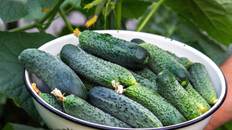 Для приготування зеленого добрива підійдуть кропива, молочай та інші трави