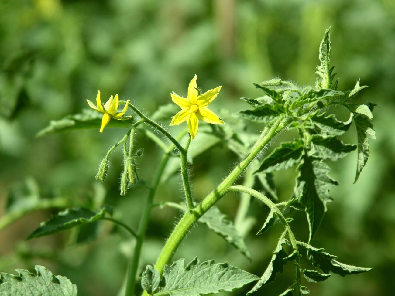 Первый цветок на томатах нужно сорвать