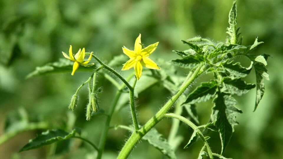 Першу квітку на томатах потрібно зірвати