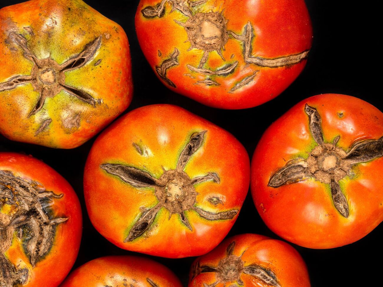 Томаты нужно вовремя спасать