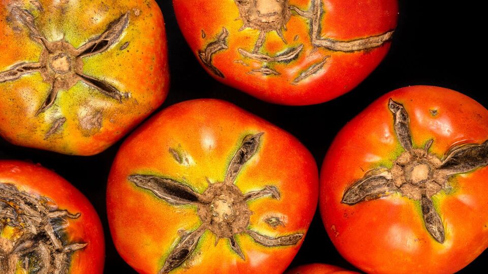 Томаты нужно вовремя спасать