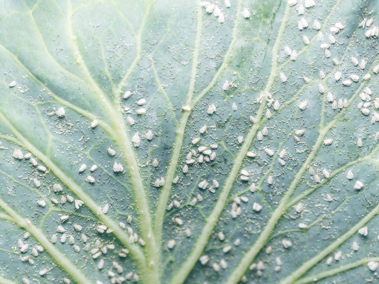 Белокрылка прячется на нижней стороне листьев