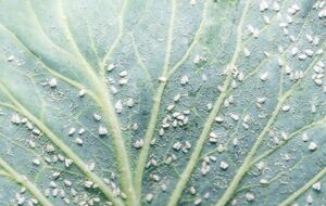 Белокрылка прячется на нижней стороне листьев