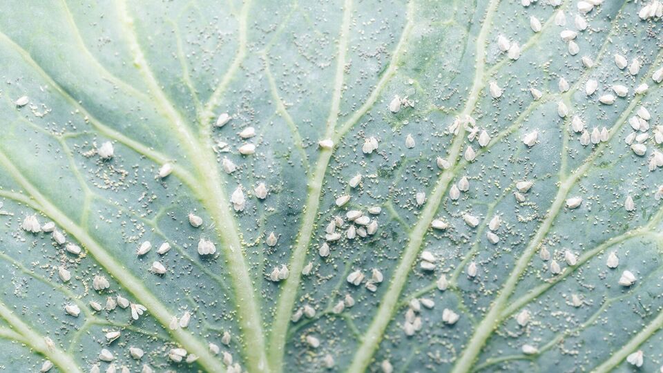 Белокрылка прячется на нижней стороне листьев