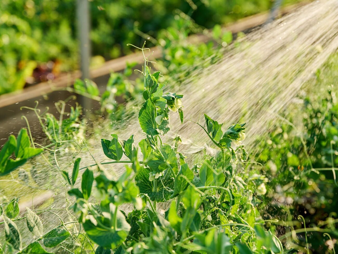 После озимого чеснока можно посеять ранние сорта огурцов, горох или посадить дайкон
