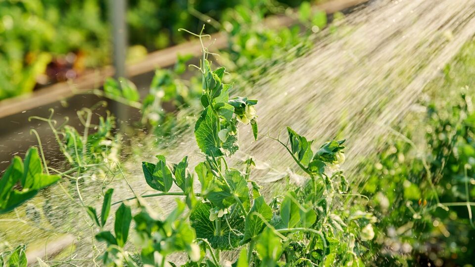 После озимого чеснока можно посеять ранние сорта огурцов, горох или посадить дайкон