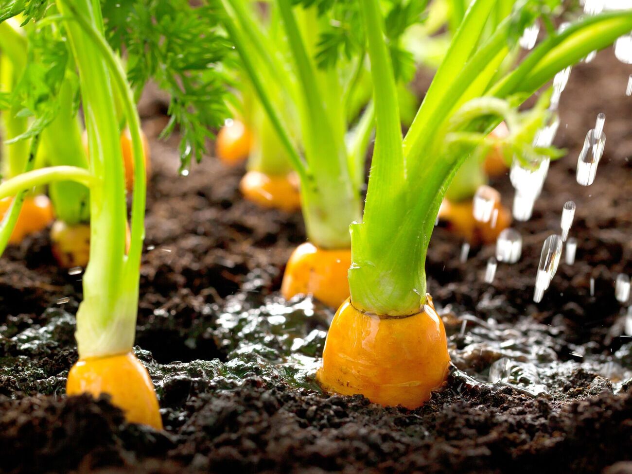 Морковь вырастет мелкой и невкусной, если не удобрить вовремя землю