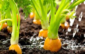 Морква виросте дрібною й несмачною, якщо не удобрити вчасно землі