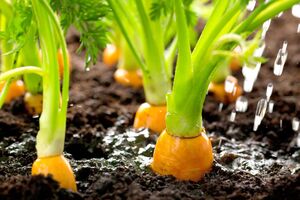 Морковь вырастет мелкой и невкусной, если не удобрить вовремя землю