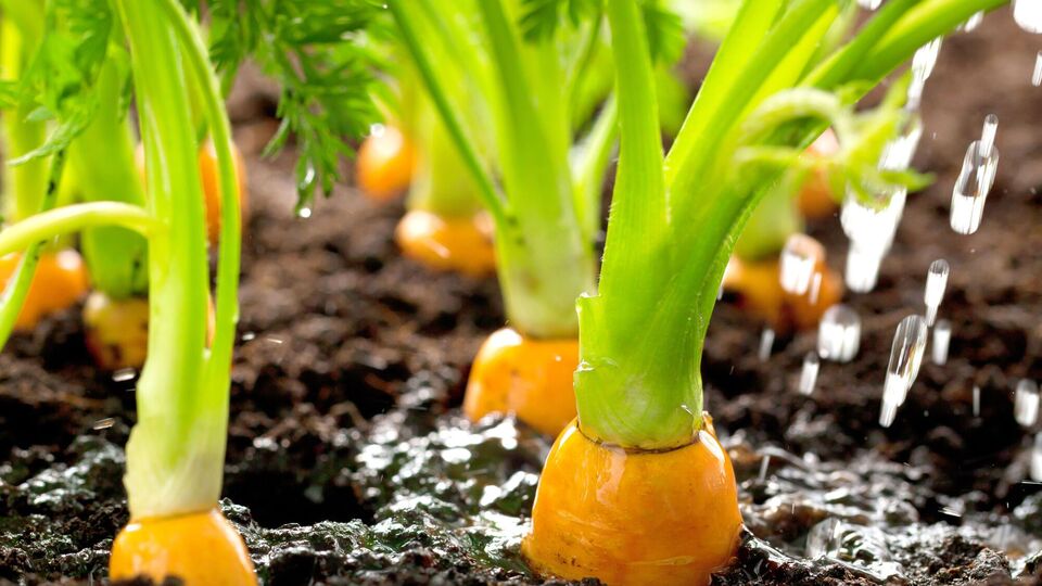 Морковь вырастет мелкой и невкусной, если не удобрить вовремя землю