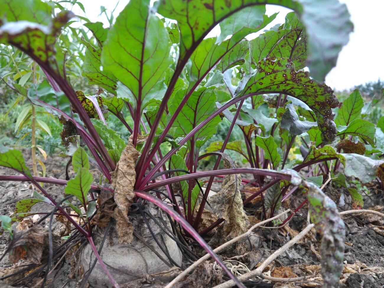 Первыми признаками болезни являются несколько мелких серых пятен на листьях с бурой окантовкой