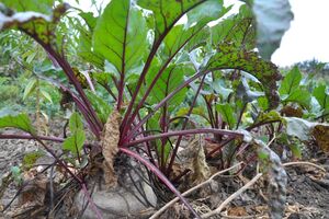 Первыми признаками болезни являются несколько мелких серых пятен на листьях с бурой окантовкой
