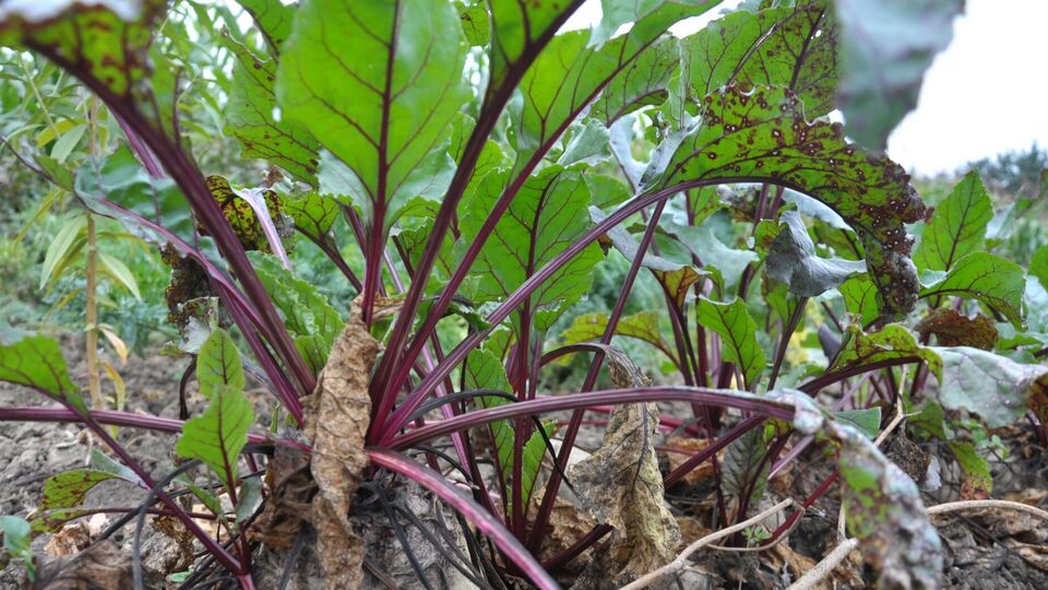 Первыми признаками болезни являются несколько мелких серых пятен на листьях с бурой окантовкой