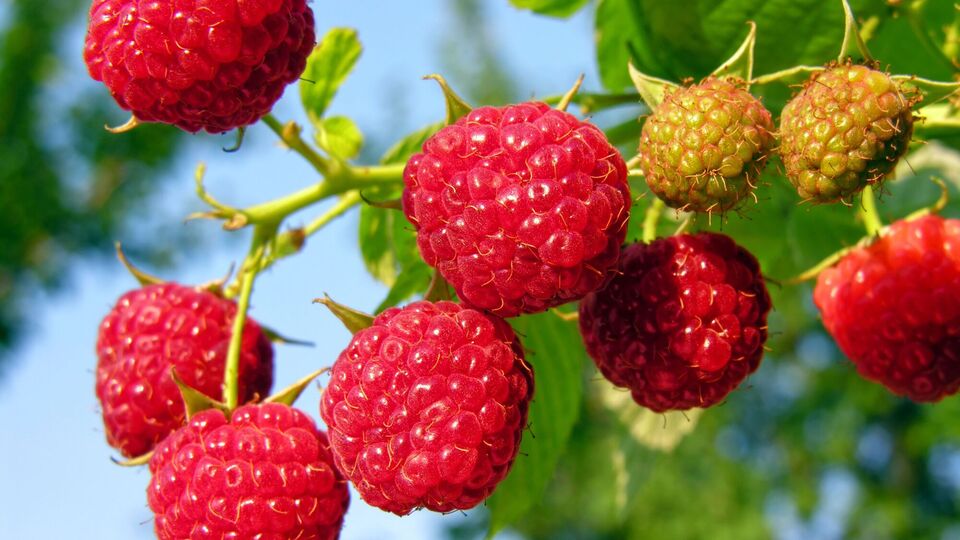 В период наливания ягод малины следует применять удобрения, содержащие азот и калий