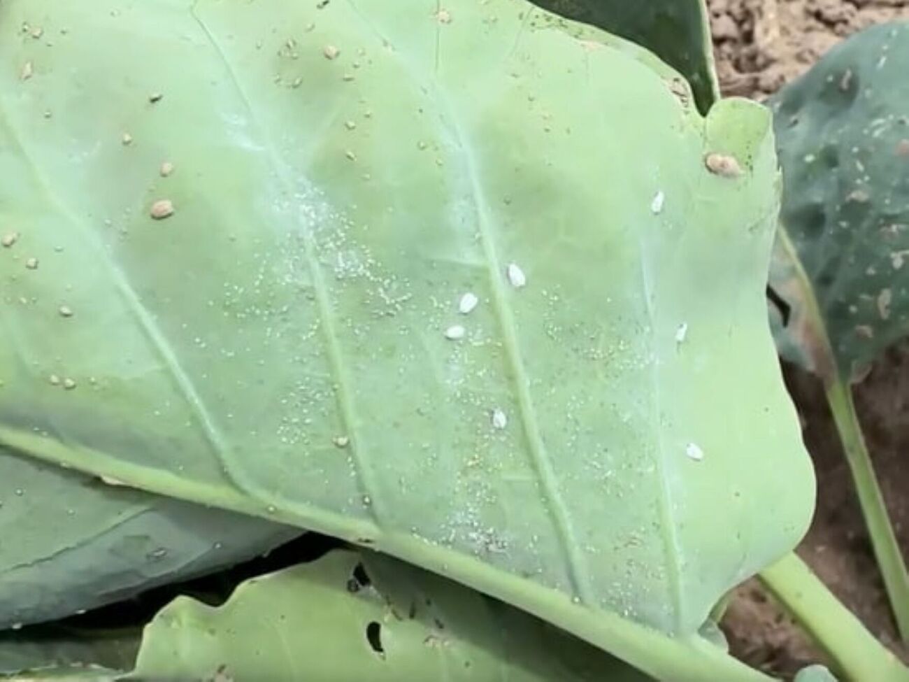 Капуста после обработки будет защищена на три недели