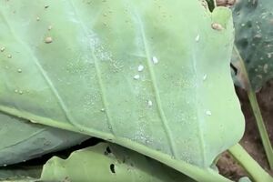 Капуста после обработки будет защищена на три недели