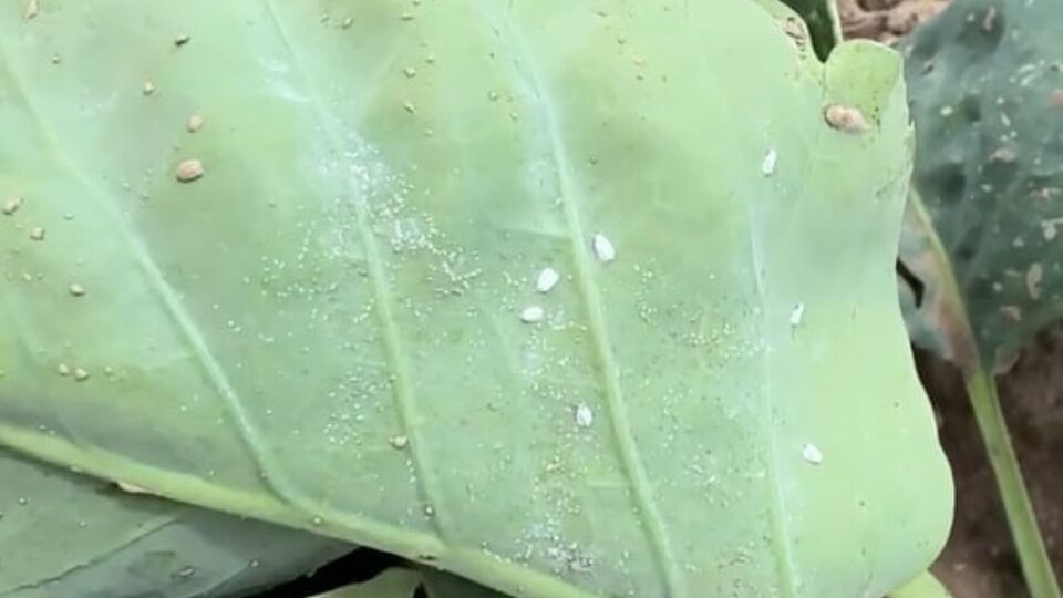 Капуста после обработки будет защищена на три недели