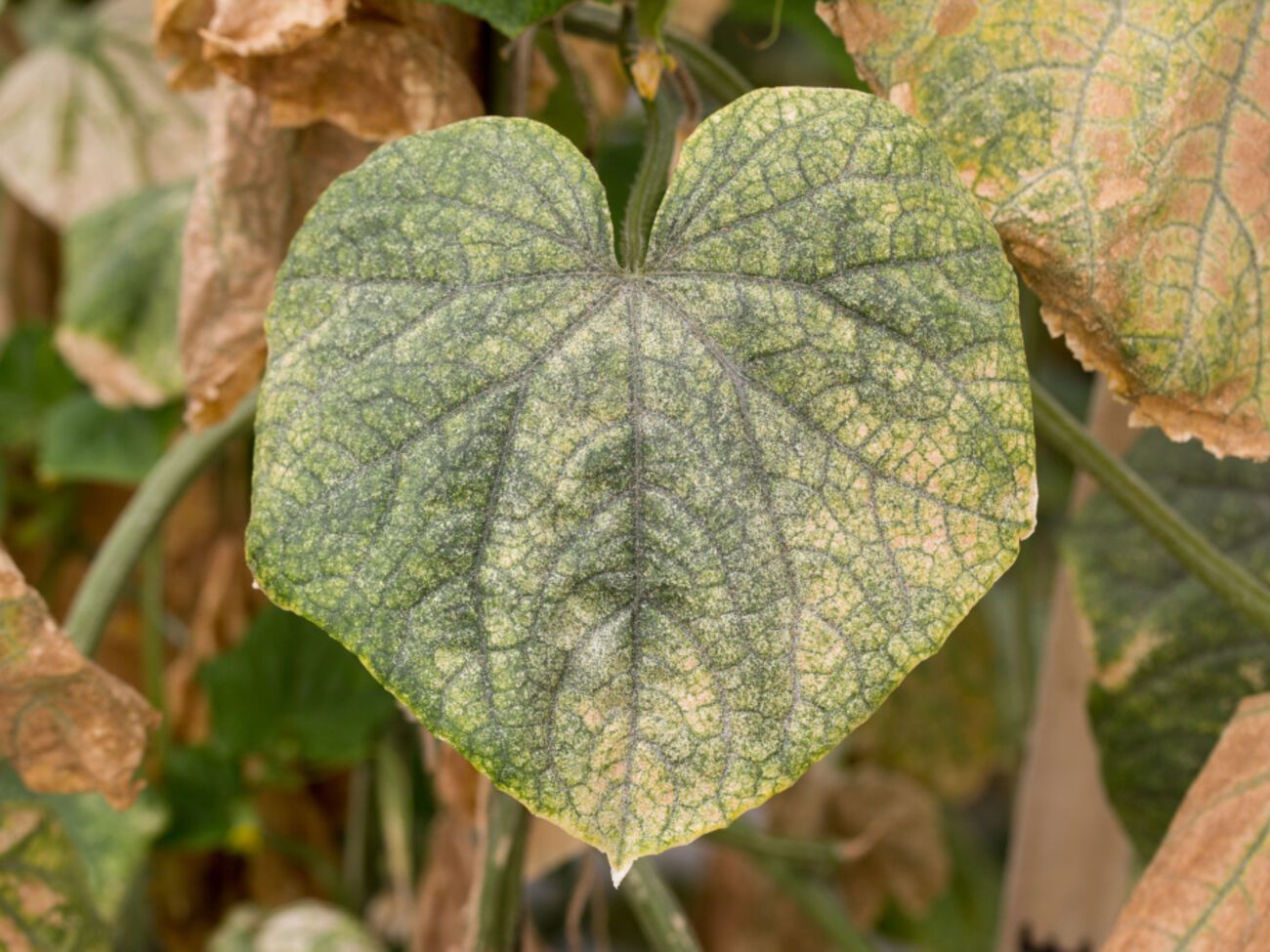 Якщо вчасно не обробити кущ огірків проти кліща, то він буде перелізати на наступні кущі
