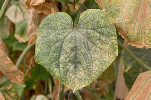 Якщо вчасно не обробити кущ огірків проти кліща, то він буде перелізати на наступні кущі
