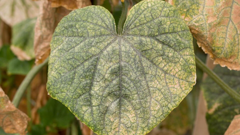 Якщо вчасно не обробити кущ огірків проти кліща, то він буде перелізати на наступні кущі