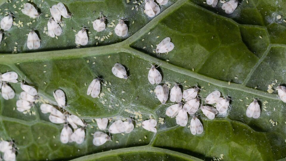 Белокрылка не выдержит этой обработки