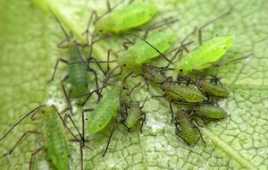 Від попелиці можна позбутися в екологічний спосіб