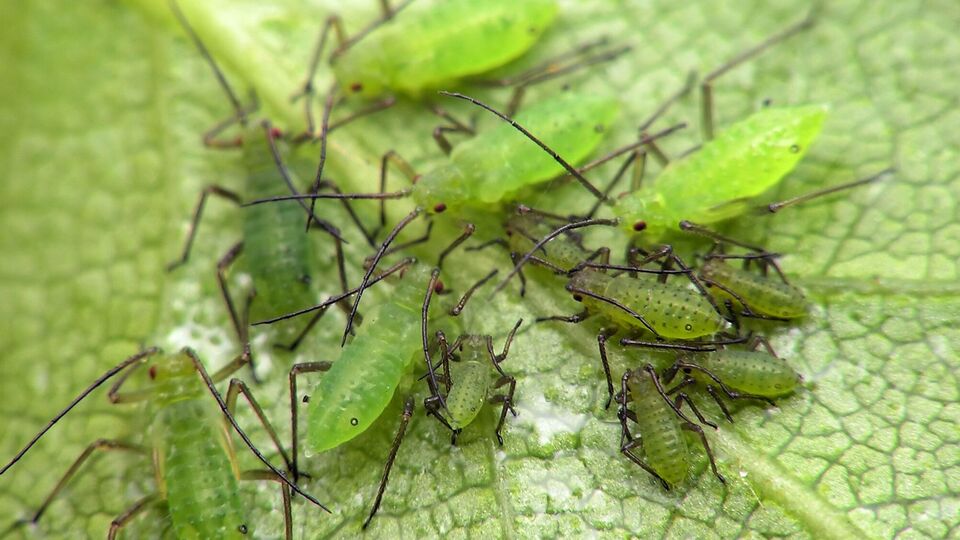 От тли можно избавиться экологичным способом