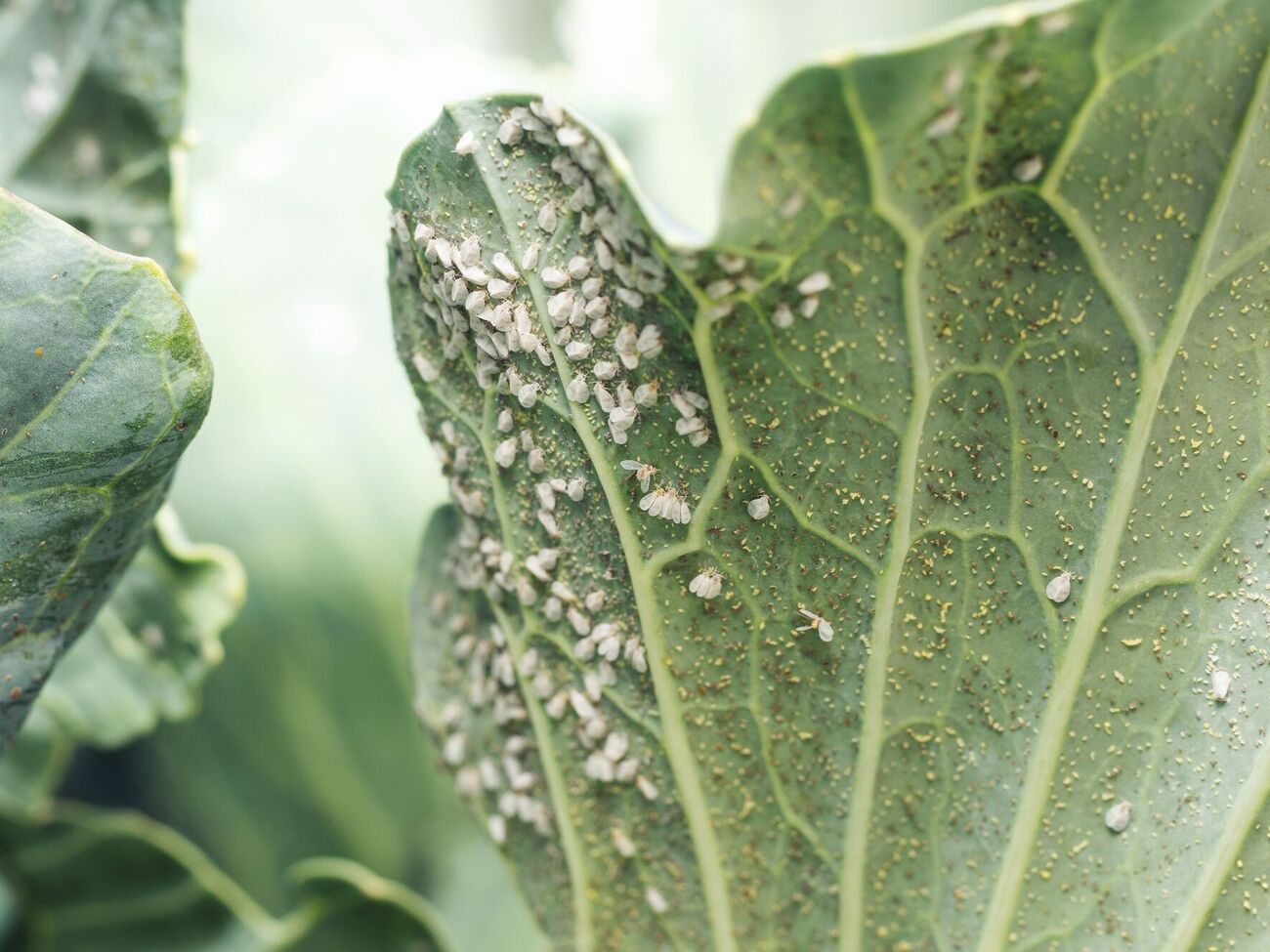 Городні культури очистяться від білокрилки