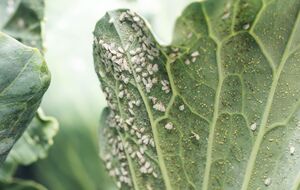 Огородные культуры очистятся от белокрылки
