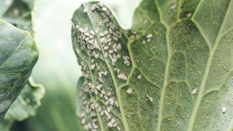 Городні культури очистяться від білокрилки