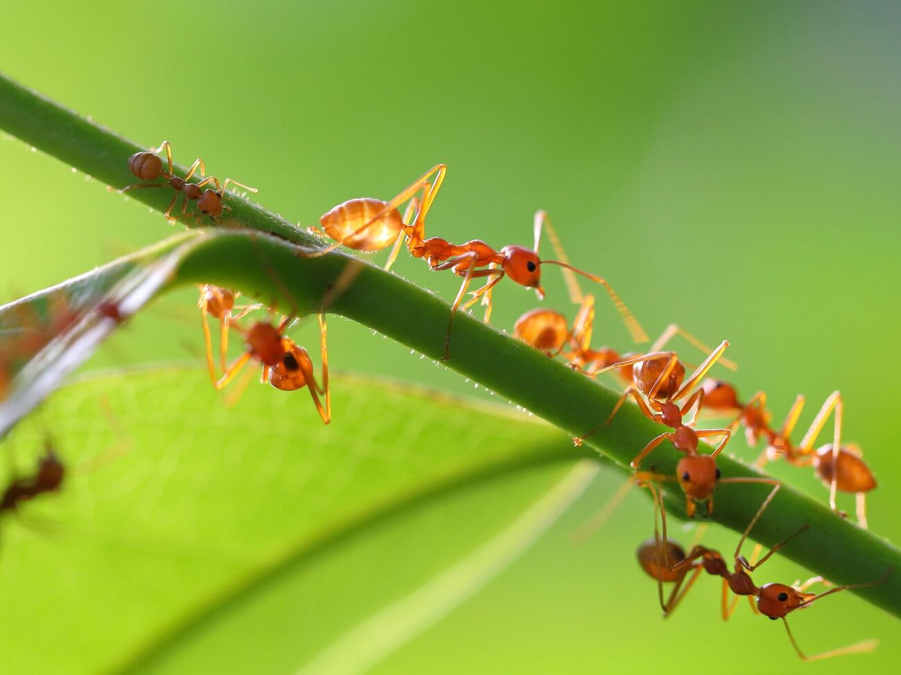 Муравьи не только сами питаются ядовитым сахаром, но и тянут его в муравейник