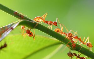 Мурахи не лише самі живляться отруйним цукром, а й тягнуть його в мурашник