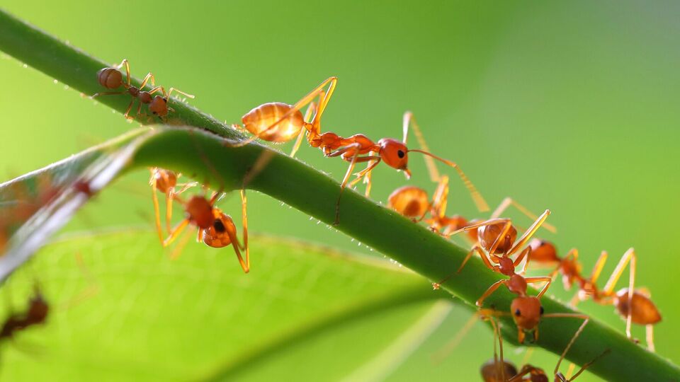 Муравьи не только сами питаются ядовитым сахаром, но и тянут его в муравейник