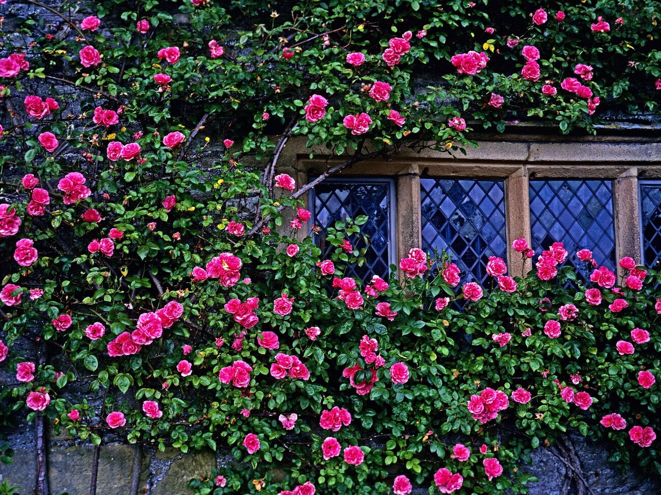 Английские розы в Украине могут болеть без обработки