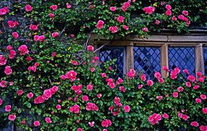 Английские розы в Украине могут болеть без обработки