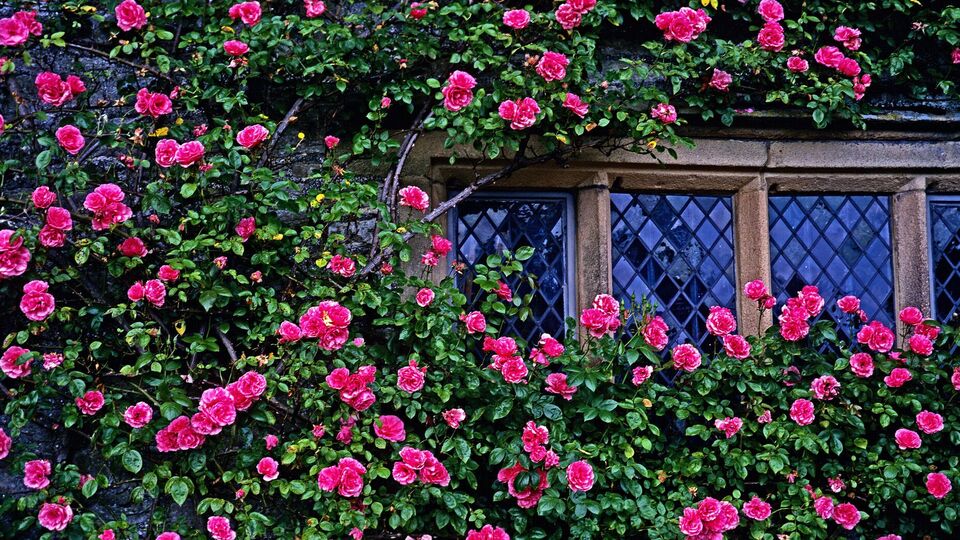 Английские розы в Украине могут болеть без обработки