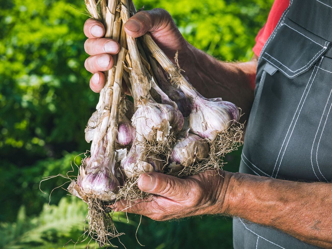 Озимый чеснок может полностью созреть уже в конце июня