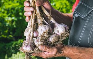 Озимый чеснок может полностью созреть уже в конце июня