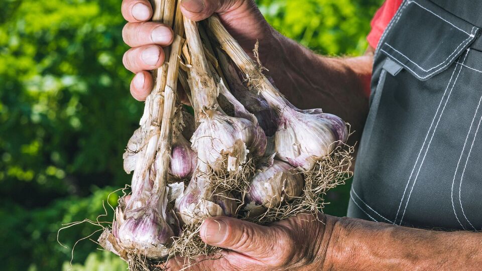 Озимый чеснок может полностью созреть уже в конце июня