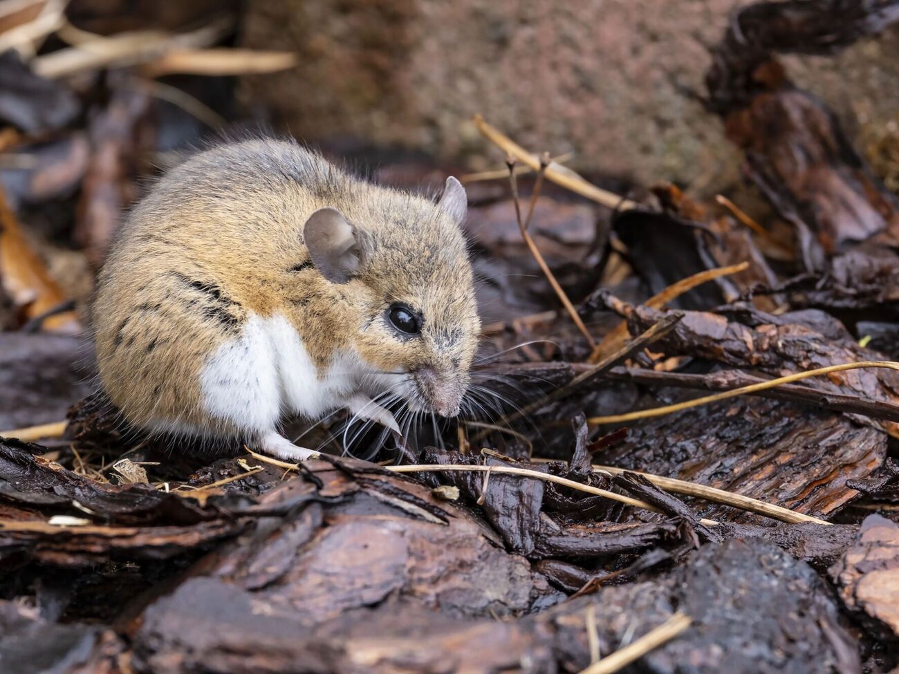 Этот способ борьбы с грызунами не понравится чувствительным людям