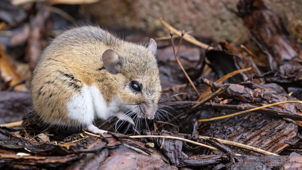 Цей спосіб боротьби з гризунами не сподобається чутливим людям