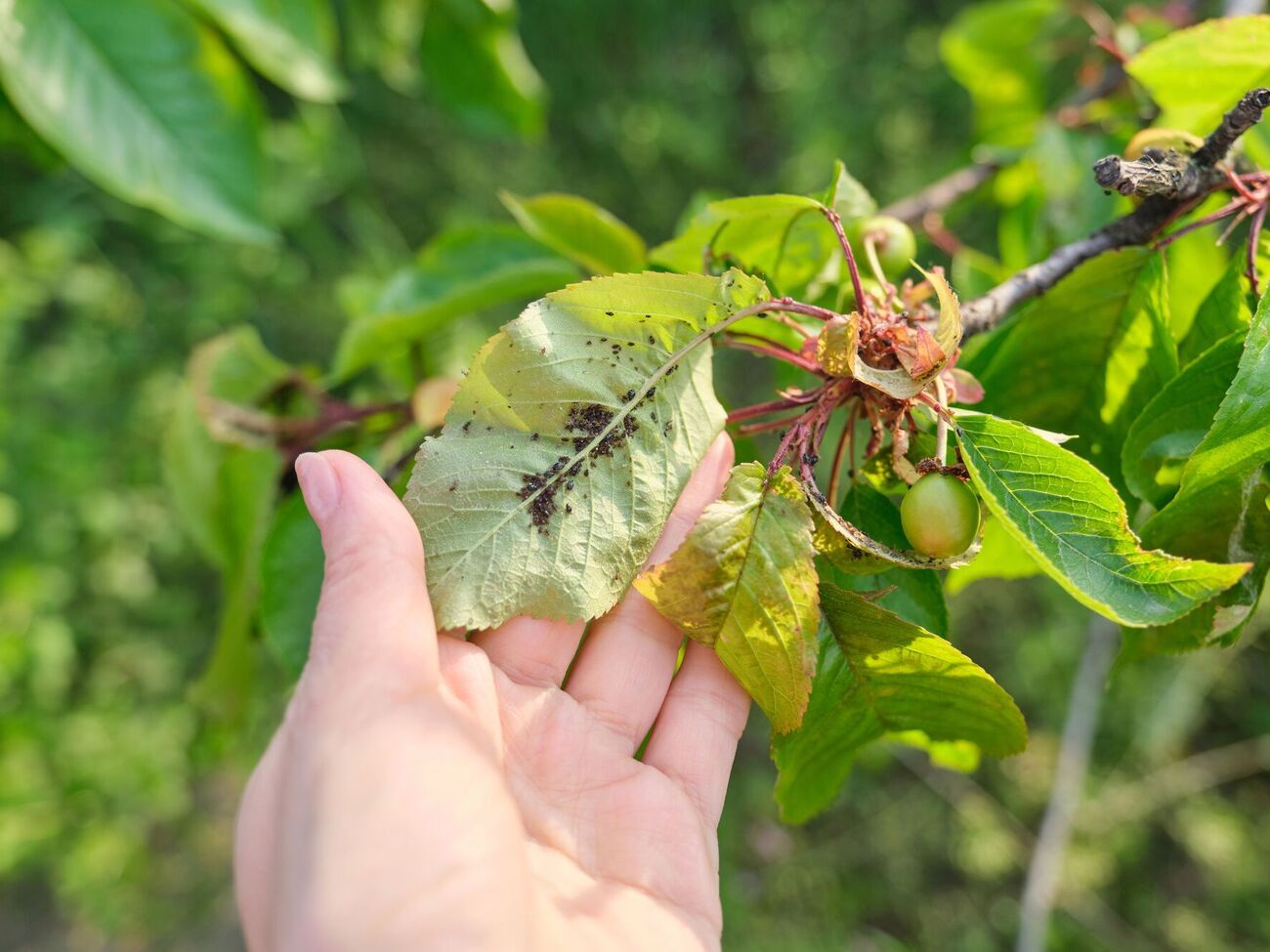 Для приготовления раствора понадобится растительное масло