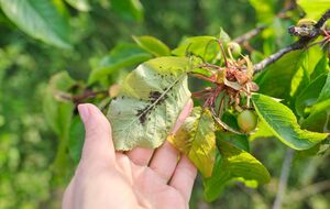 Для приготовления раствора понадобится растительное масло