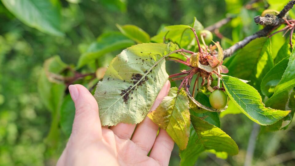 Для приготовления раствора понадобится растительное масло