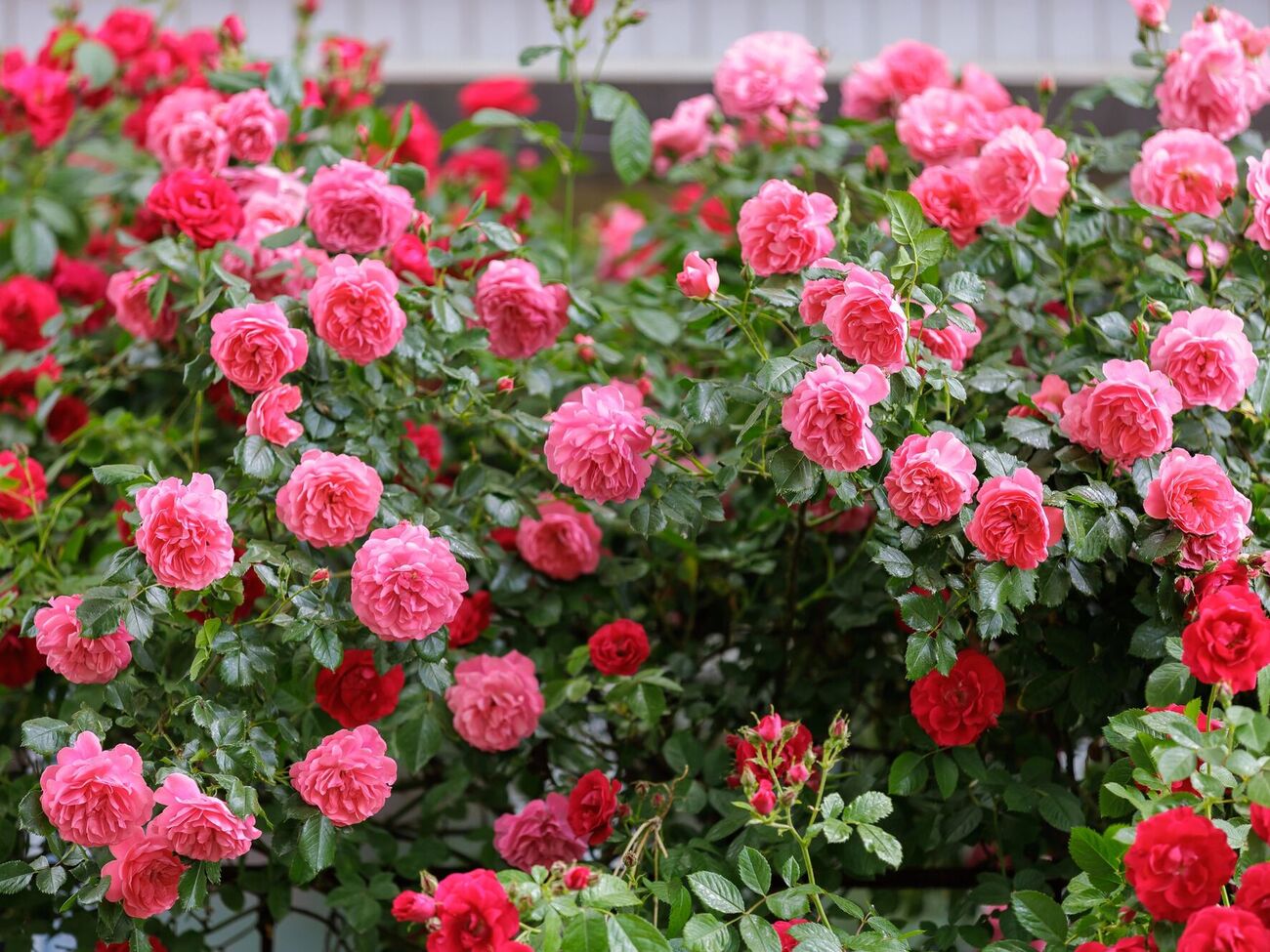 Калимагнезия обезопасит растение от различных болезней